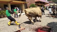 Sapi Kurban Hampir Satu Ton Mengamuk di Masjid LDII Bengkong.