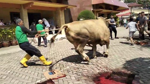 Sapi Kurban Hampir Satu Ton Mengamuk di Masjid LDII Bengkong.