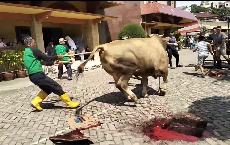 Sapi Kurban Hampir Satu Ton Mengamuk di Masjid LDII Bengkong.